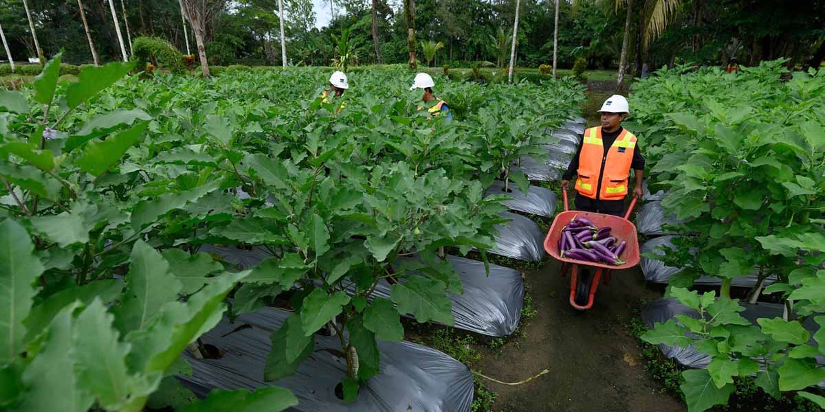hasil-penelitian-unipa-ekstrak-tailing-pt-freeport-bermanfaat-bagi-produksi-pangan-lokal